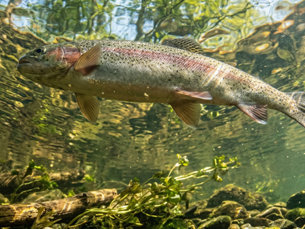 La salmoniponica, l'acquaponica in acqua fredda
