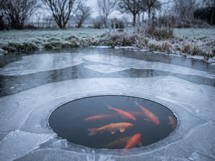 Hiverner son bassin de jardin