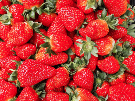 Growing strawberries in aquaponics: the complete guide