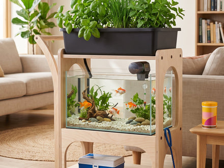 Aquaponie avec les enfants