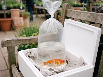 Transporter ses poissons sans stress