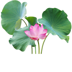 plantes aquatiques