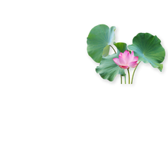 Produits du rayon Plantes aquatiques chez Univers Aquaponie