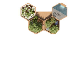 Bacs de culture hexagonaux en bois plantés d'aromatiques