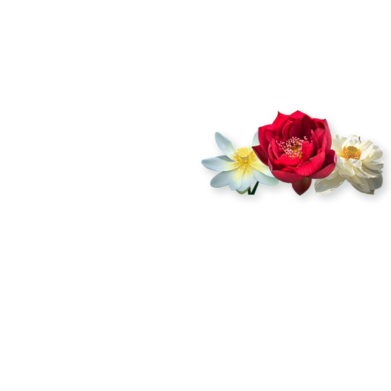 Produits du rayon Lotus chez Univers Aquaponie