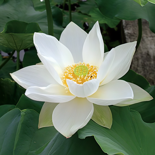 Nelumbo Hongbian Yudie - 红边玉碟