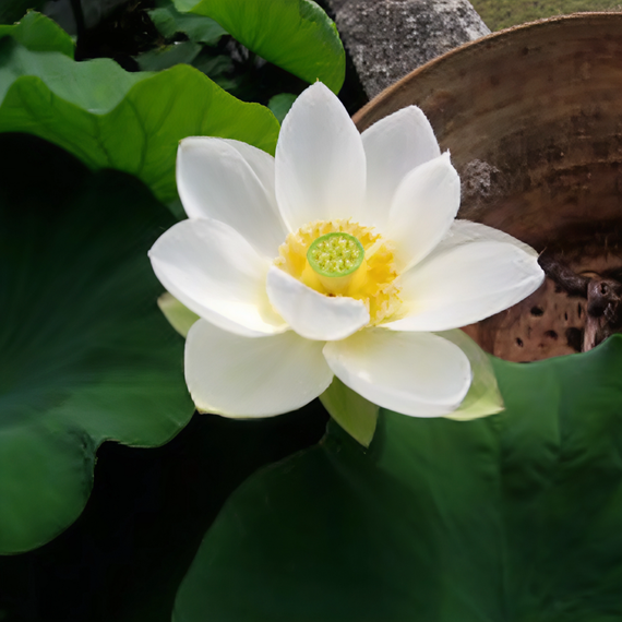 Nelumbo Hongbian Yudie - 红边玉碟