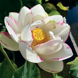 Fleur du lotus Alba Striata aux pétales blancs bordés de carmin, coeur jaune éclairé par le soleil au bassin