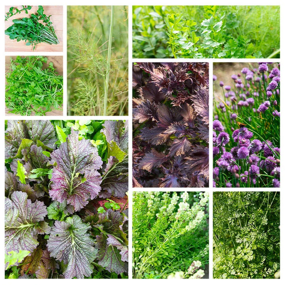 Aromatiques et condiments 2