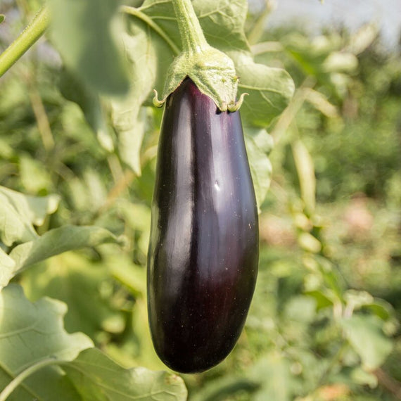 aubergine