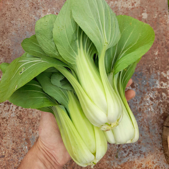 Chinakohlsamen - Zwerg-Pak Choy