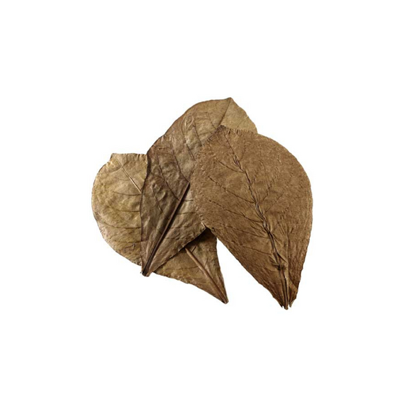 Feuilles de Catappa