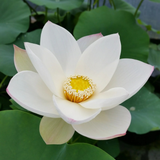 Fleur blanche du lotus Princess Kennedy of TMC, pétales liserés de rose autour d'un cœur jaune