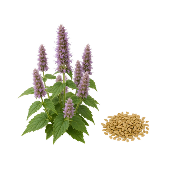 Menthe Coréenne