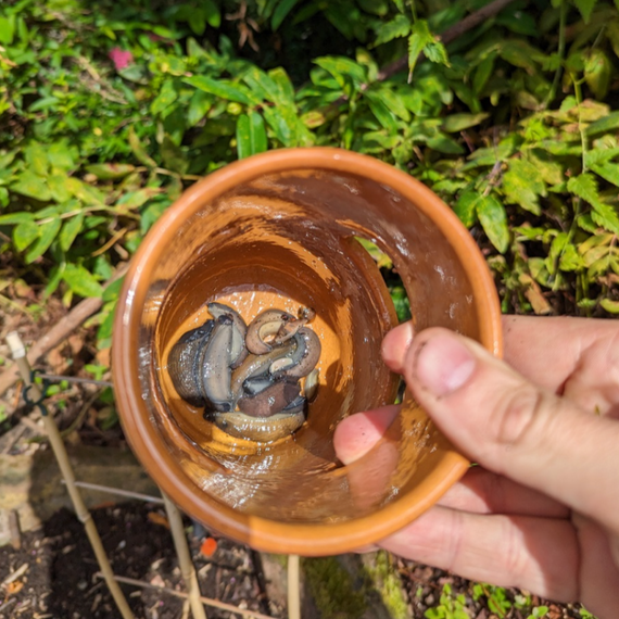 Piège à limaces 4