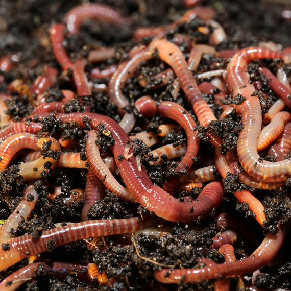 Vers de compost 2