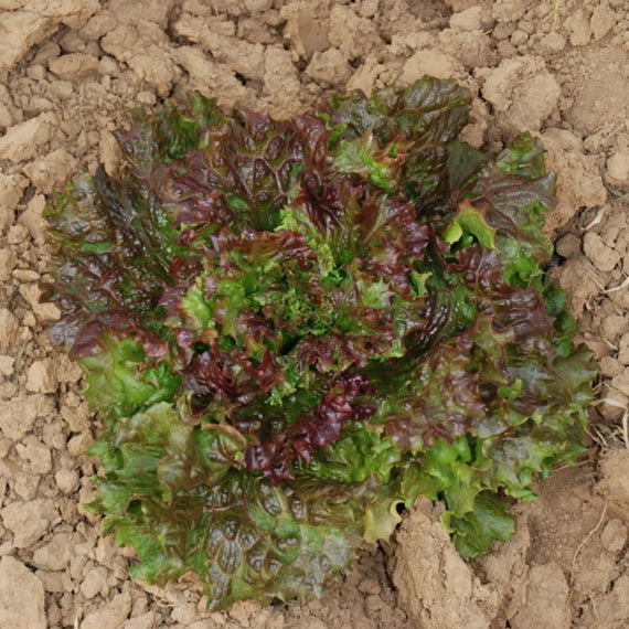 Salatsamen „Gloire du Dauphiné“.