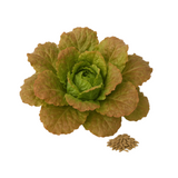 Lechuga batavia Gloire du Dauphiné en roseta, hojas verdes con el borde rojo, con un pequeño montón de semillas al pie
