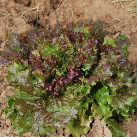 Salatsamen „Gloire du Dauphiné“.