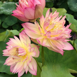Fleurs doubles roses à base jaune du lotus Chongban Bayi Lian, un bouton au-dessus du feuillage