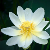 Fleur du lotus Lutea blanc crème à jaune pâle, réceptacle jaune entouré d'étamines, perlée de gouttes d'eau