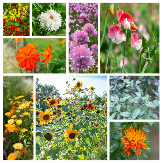 Assortiment - Fleurs Comestibles