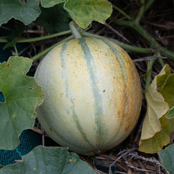 Charentais CantaloupeMelonensamen