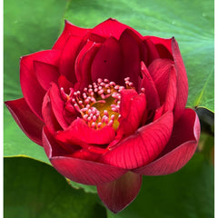 Fleur rouge vif du lotus Fei Hong, dit Scarlet Lady, aux pétales nombreux posée sur une grande feuille verte