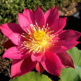 lotus red light aquaponie