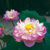 Fleurs doubles roses du lotus Rosea Plena aux pétales bordés de rose vif, cœur jaune