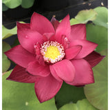 Fleur rouge carmin du lotus Zhong Guo Hong Beijing grande ouverte, perlée de gouttes d'eau