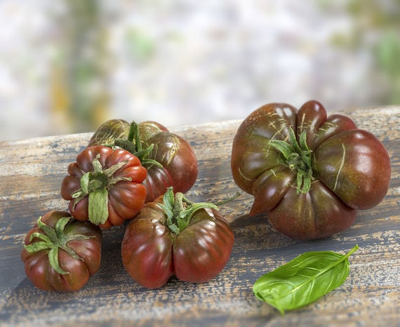 tomates graines