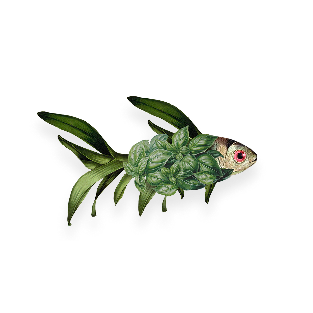 Basiliskenfisch