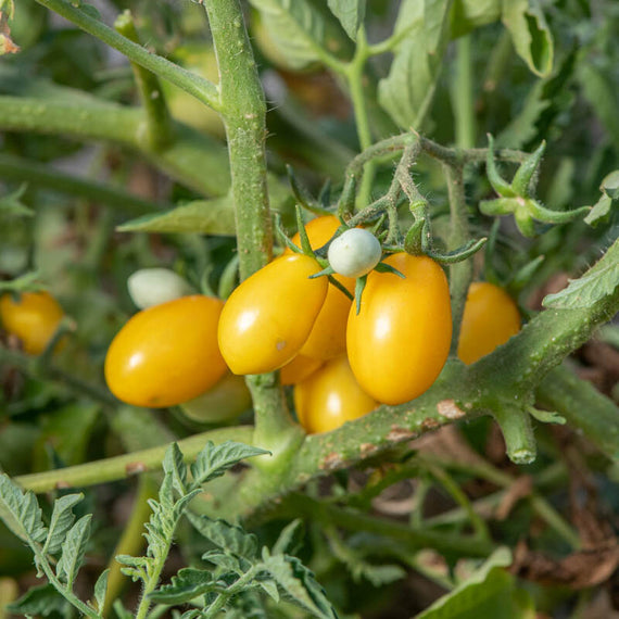 Gelbe Pflaumen-Kirschtomatensamen