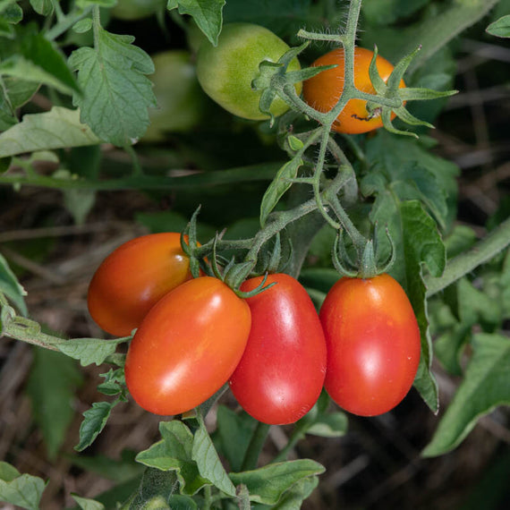 tomate cerise rouge precoce grappoli corbarino
