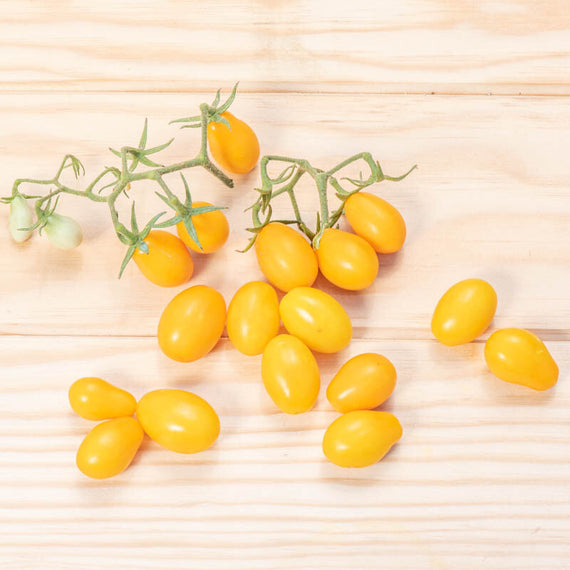 Gelbe Pflaumen-Kirschtomatensamen