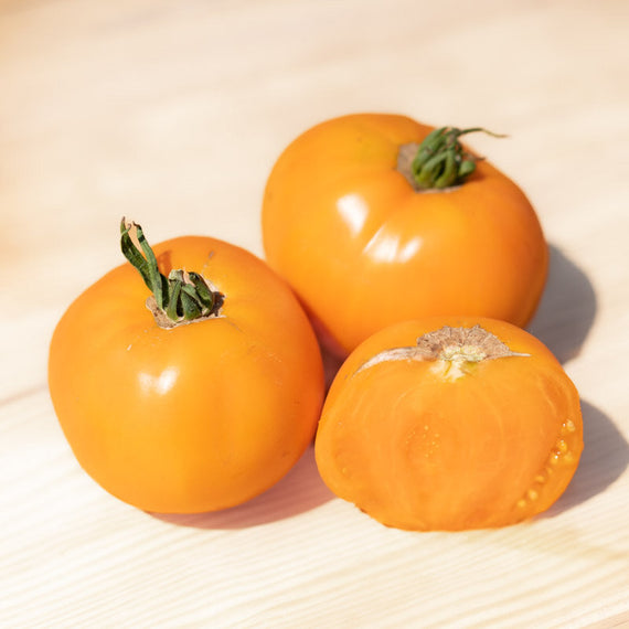 Gelbe belgische Tomatensamen
