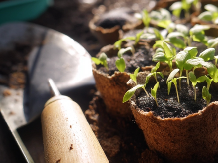 Lograr los planteles de primavera en acuaponía