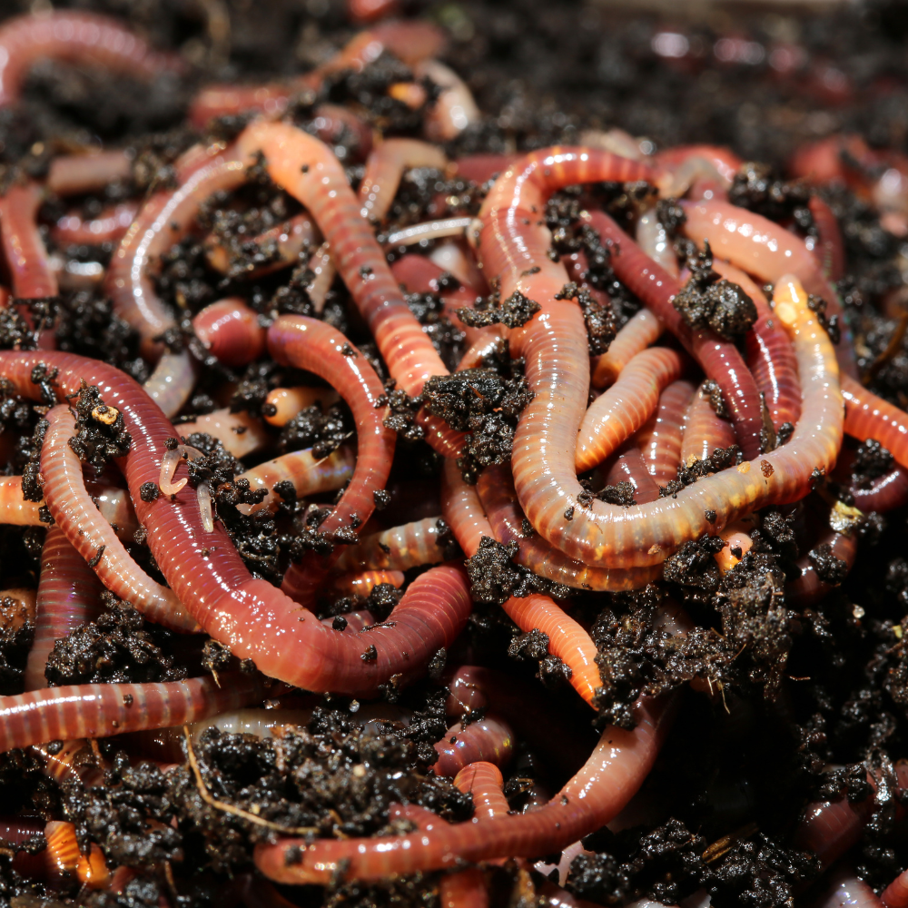 Lombricompost destiné à la fertilisation des cultures