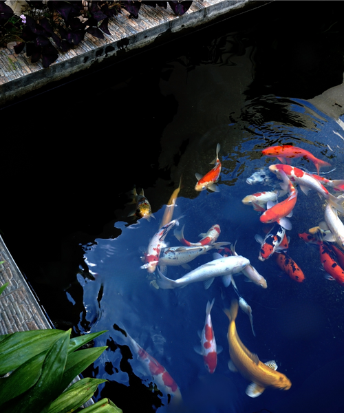 Poissons d'eau douce élevés dans un bassin aquaponique