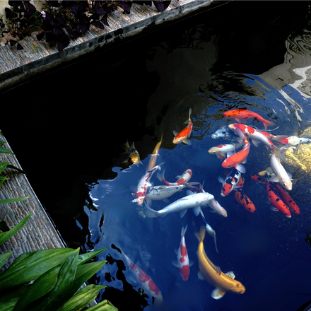 Welchen Fisch sollte man für die Aquaponik wählen ?