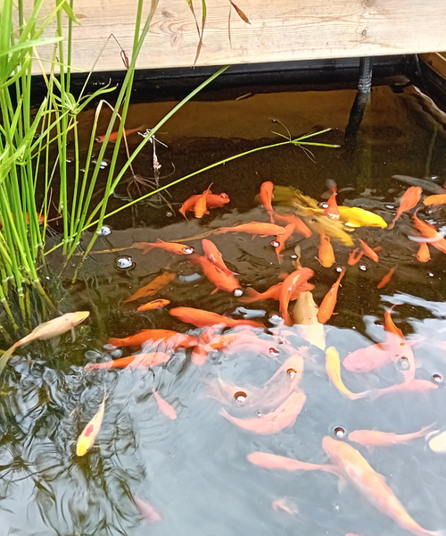 Poisson rouge en aquaponie