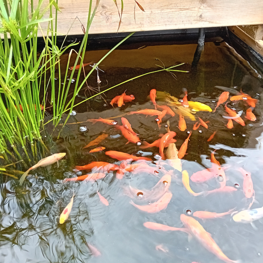 Poisson rouge en aquaponie