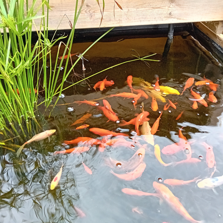 Poisson rouge en aquaponie