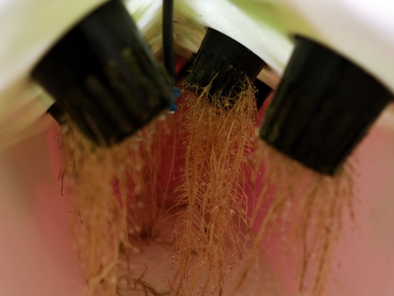De 15 planten om te kweken in aquaponie