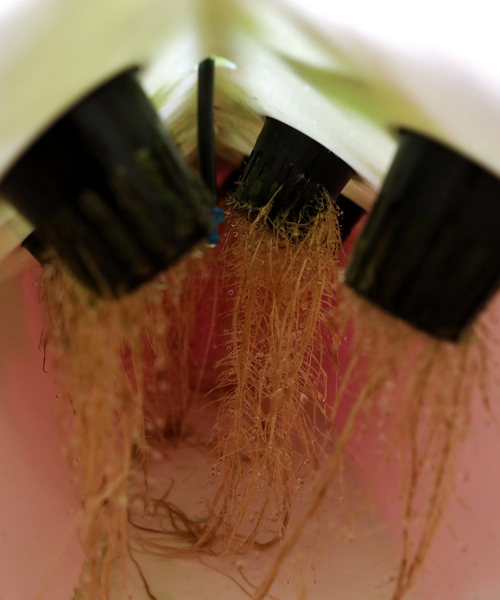 Les 15 plantes à cultiver en aquaponie