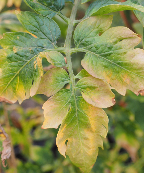 Carences des plantes en aquaponie