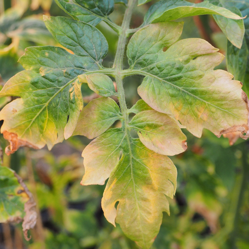 Feuillage présentant des signes de carence en aquaponie