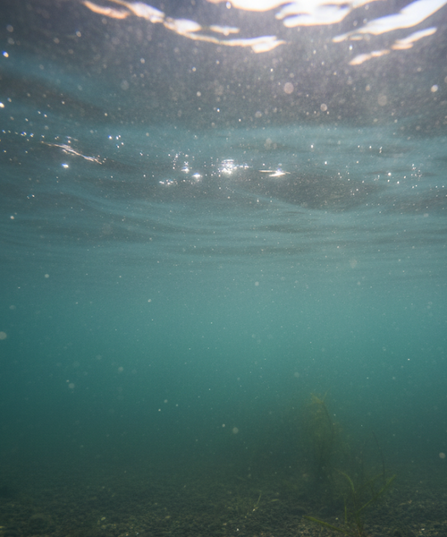 Comprendre et corriger l’eau trouble en aquaponie