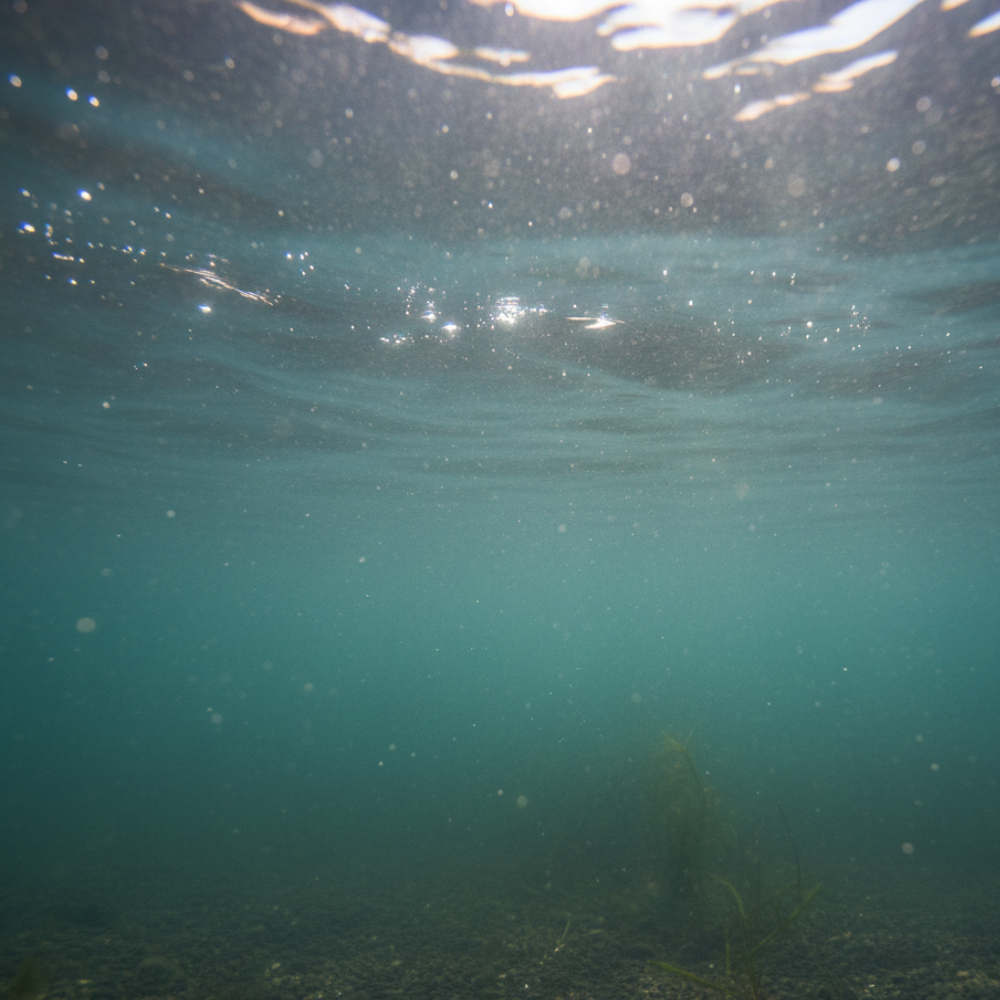 Eau trouble dans un bassin aquaponique